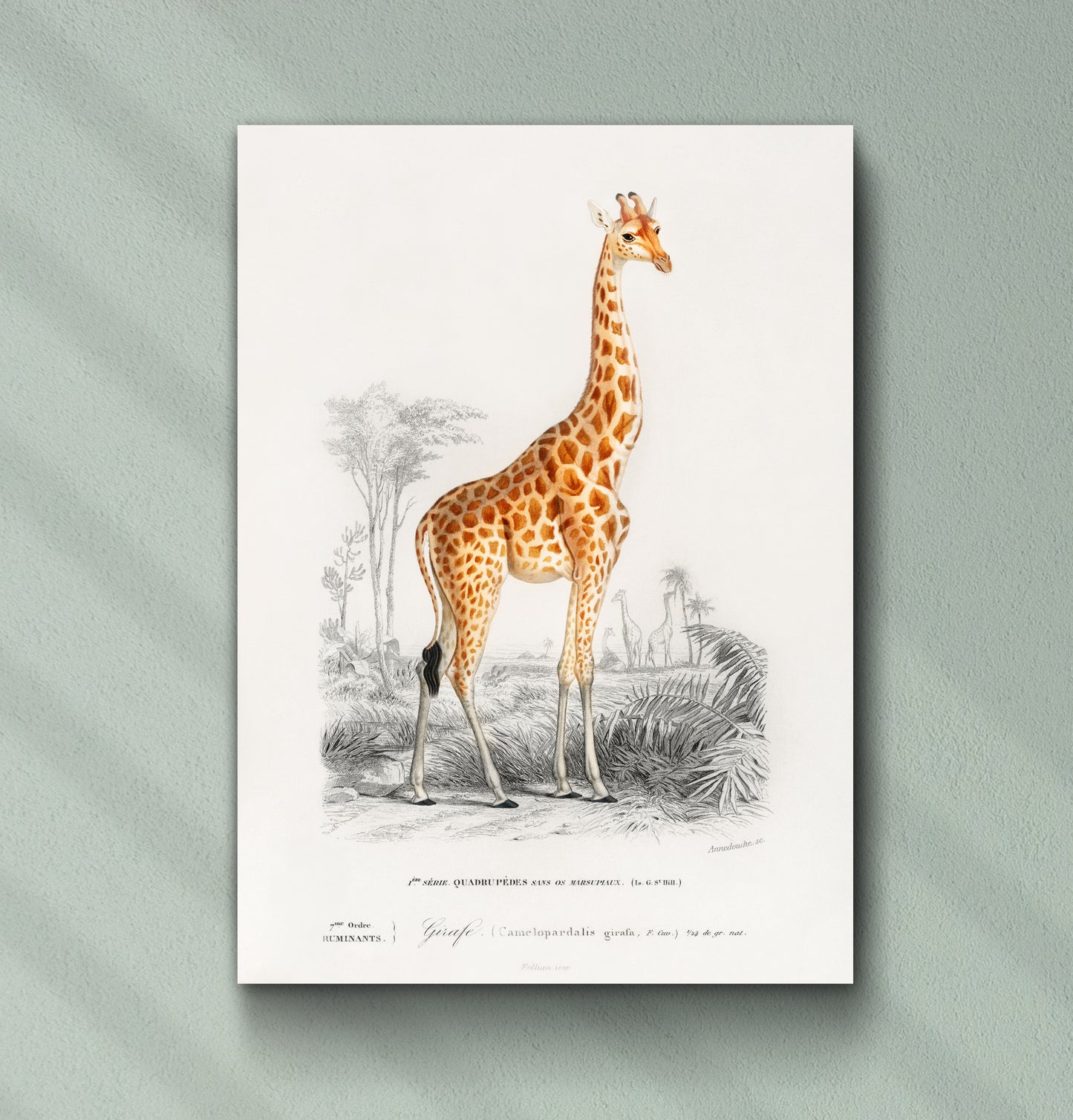 Giraffe - Wall Art Print
