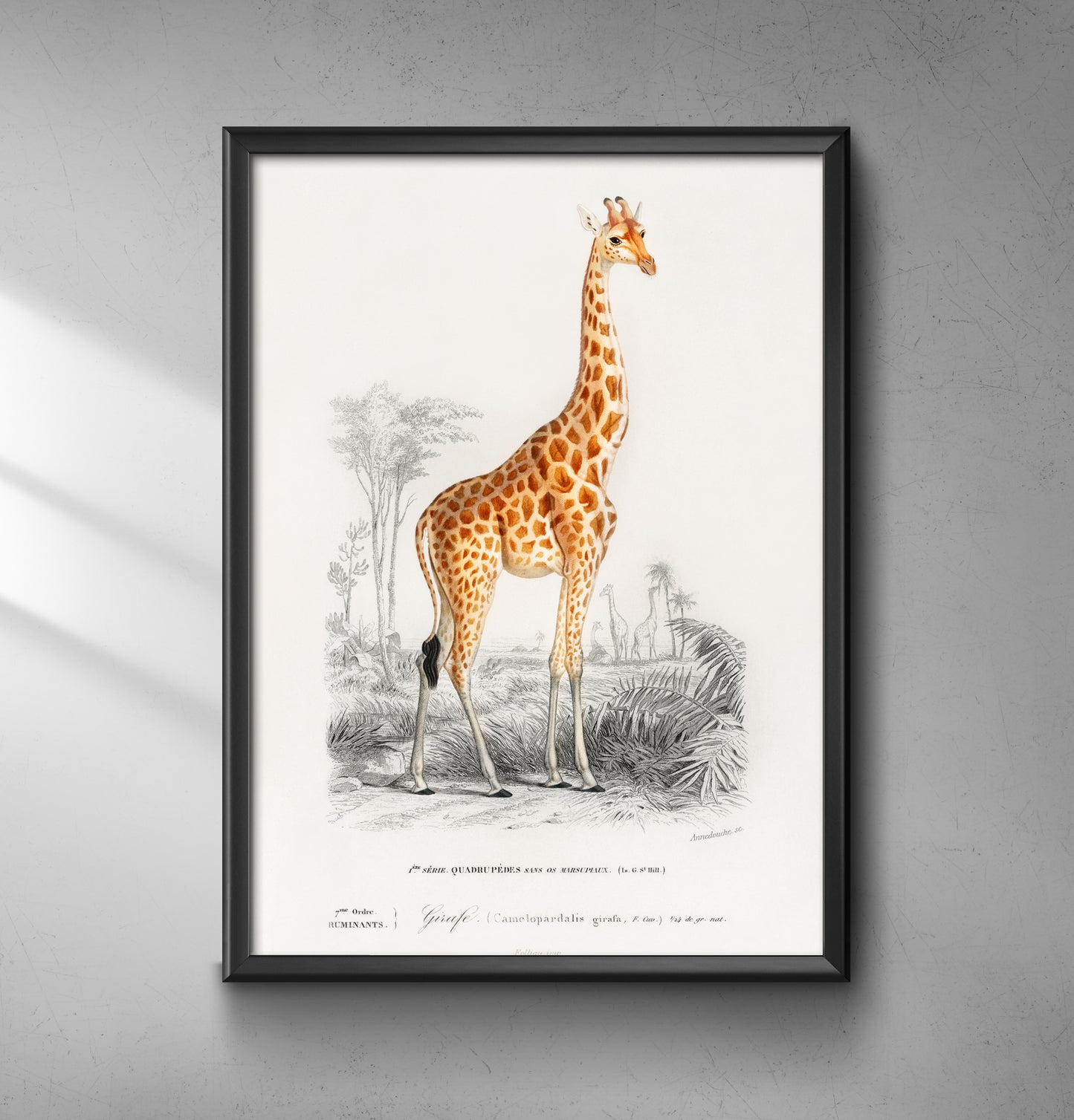 Giraffe - Wall Art Print