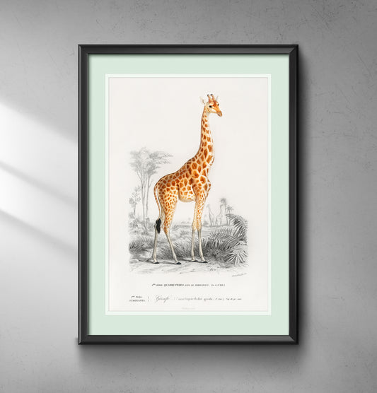 giraffe wall art print