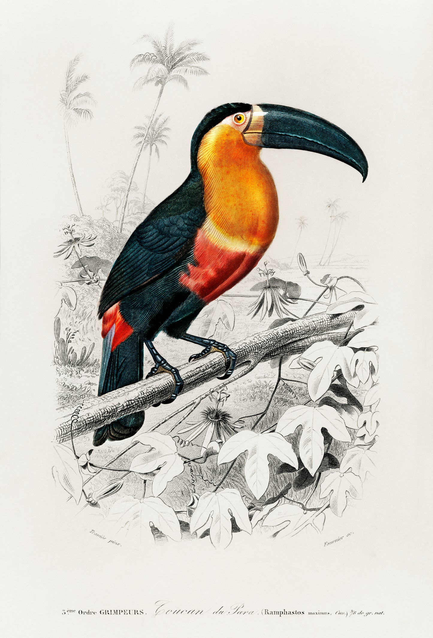 Toucan - Wall Art Print