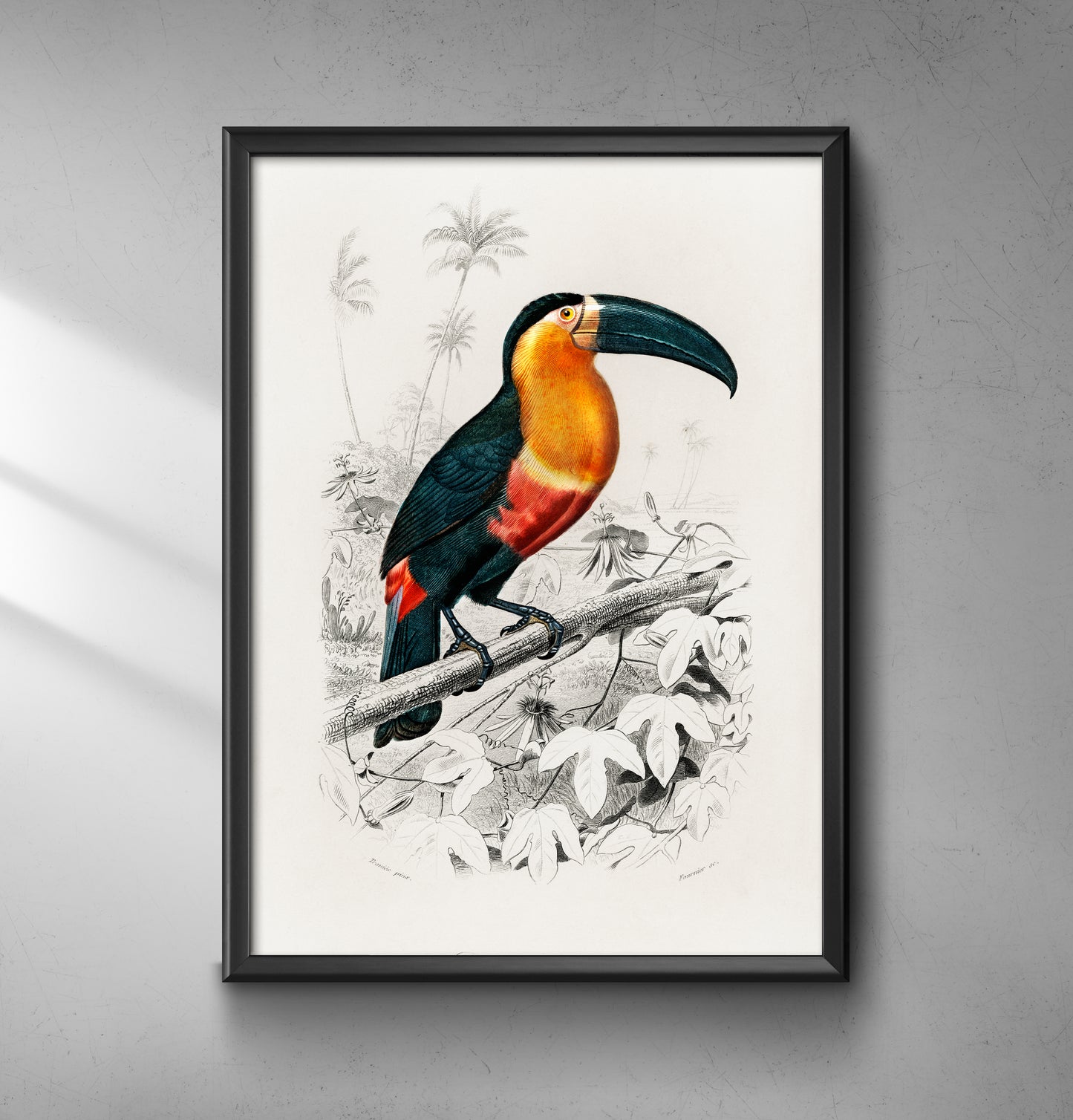 Toucan - Wall Art Print