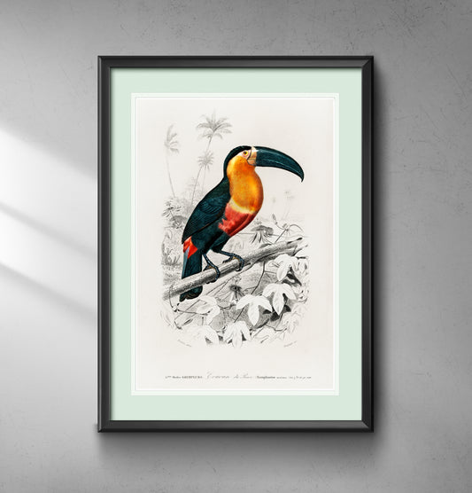 Toucan - Wall Art Print