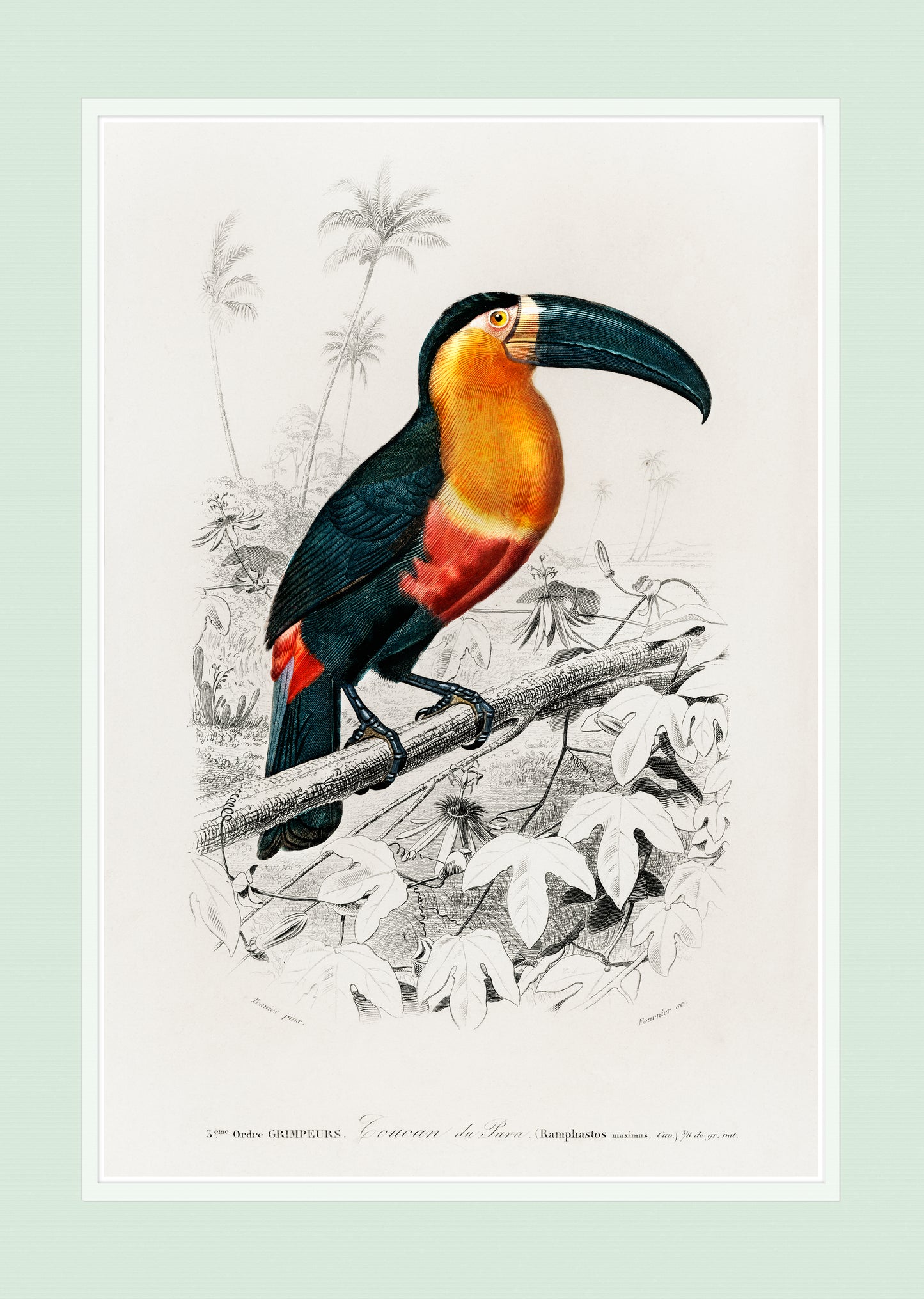 Toucan - Wall Art Print