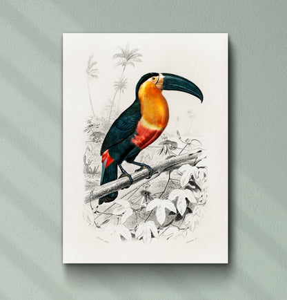 Toucan - Wall Art Print
